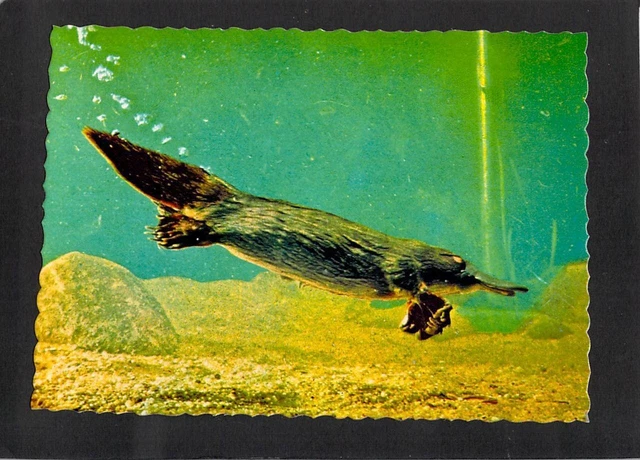 a5000-australian-animals-platypus-underwater-swimming-ncv-postcard-eur