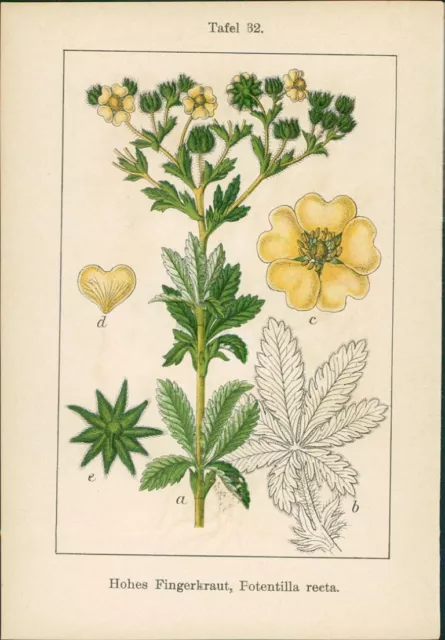 Lithographie : Grensing, Potentilla argentea. Hohes Fingerkraut, Potentilla rect