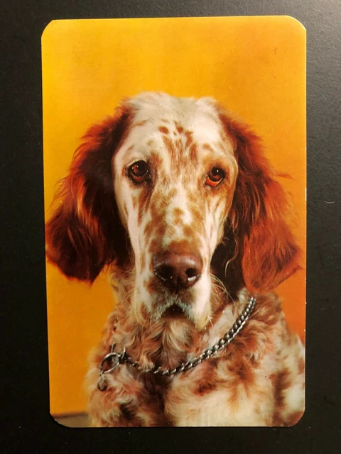 Old Vintage " ENGLISH SETTER " Postcard  Made in USA