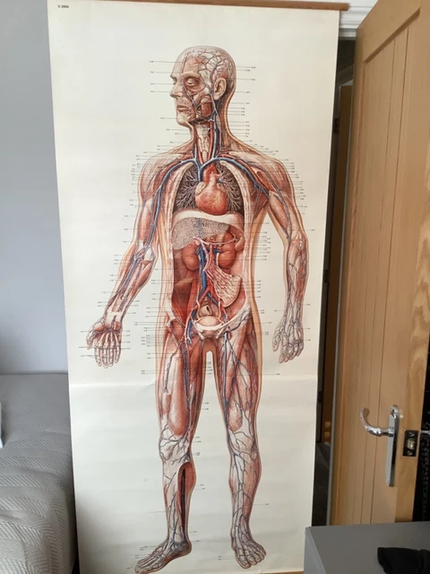 Medical Human Chart LIFESIZE HANGING MEDICAL Doctors Chart of human body showing Veins and ...