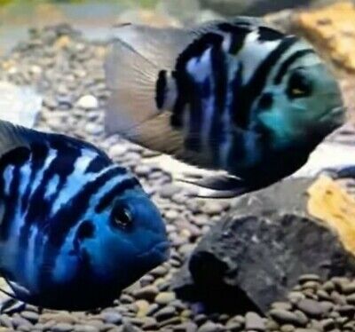 (2) Two polar Blue Parrotfish nice color 1.5" plus best size any were, Imported