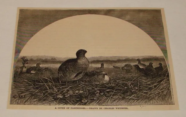 1883 magazine engraving ~ COVEY OF PARTRIDGES