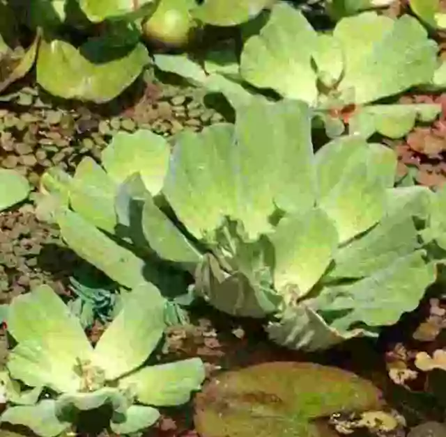 20 coquillages (Pistia) + 6 plantes aquatiques à croissance rapide contre les algues