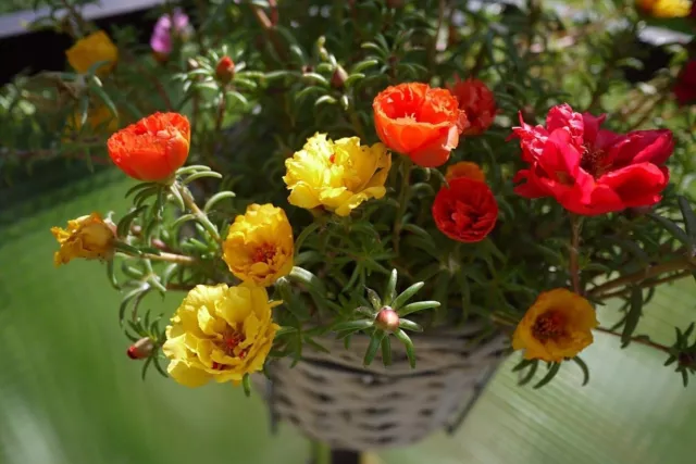 0,5g ~ 5000 Graines Portulaca grandiflora Double flower Mixed, Moss Rose seeds