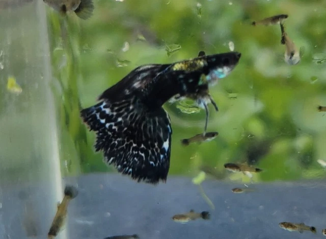 Green Dragon Guppies fry pack 10 fry Green Dragon Guppies fry pack 10 fry