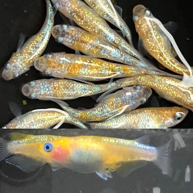 ricefish 30 eggs medaka japan fish aquarium killifish rice fish 【gessin】