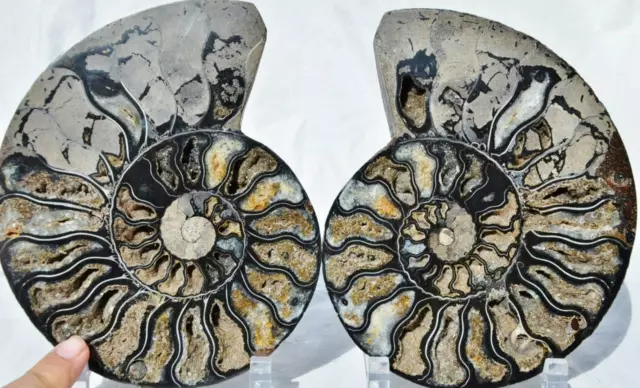 Large Black Ammonite PAIR Deep Crystals 110myo FOSSIL 183mm 7.2" 8225xx