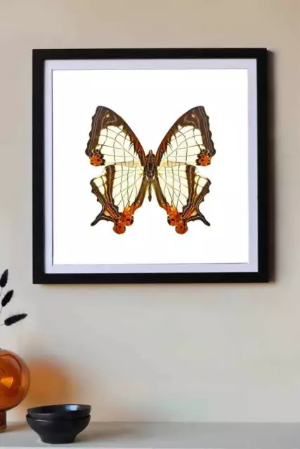 Rockett St George Common Mapwing Butterfly Framed Art Print