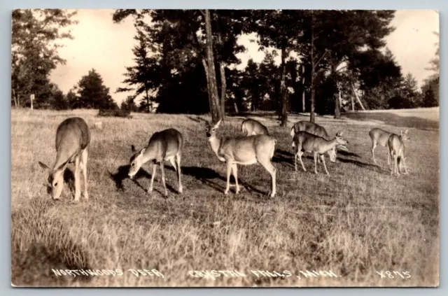 RPPC Real Photo Postcard -Northwoods Deer - Crystal Falls, Michigan