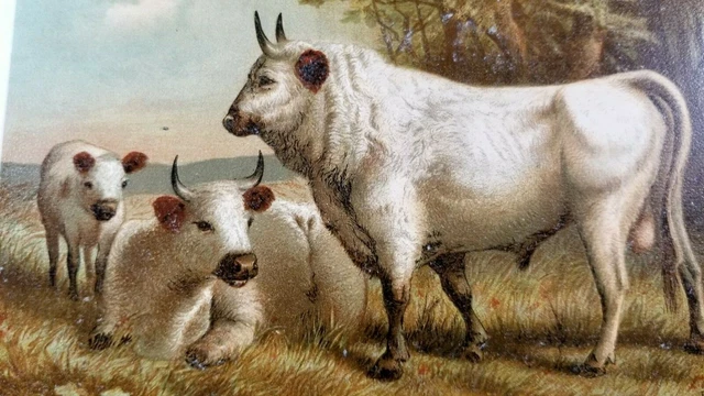 CHILLINGHAM COWS CALF Authentic 19th Century 1880s CHROMOLITHOGRAPH PRINT Prang