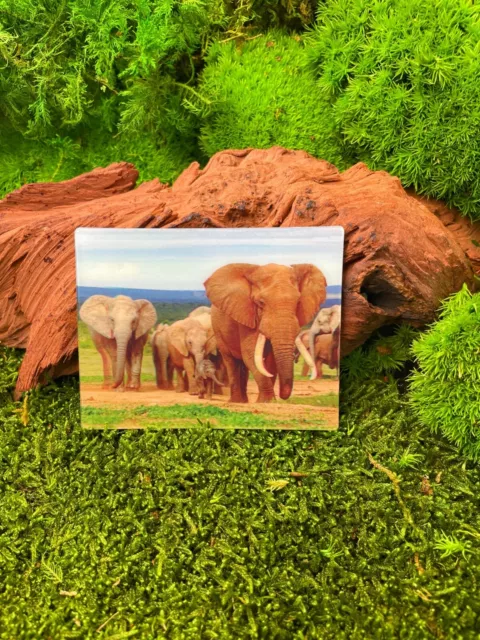 Elephants Famille Pachyderme 9x7cm 3D Aimant de Réfrigérateur Aimant Carte Image