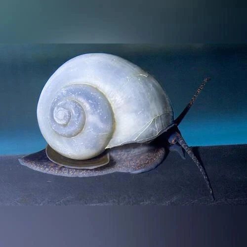 1 Pair Juvenile Blue Mystery Snail Premium Freshwater Tropical Fish Tank Pet A++
