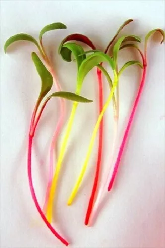 Vegetable - Microgreens Swiss Chard Rainbow - 200 seeds - Micro coloured Salad