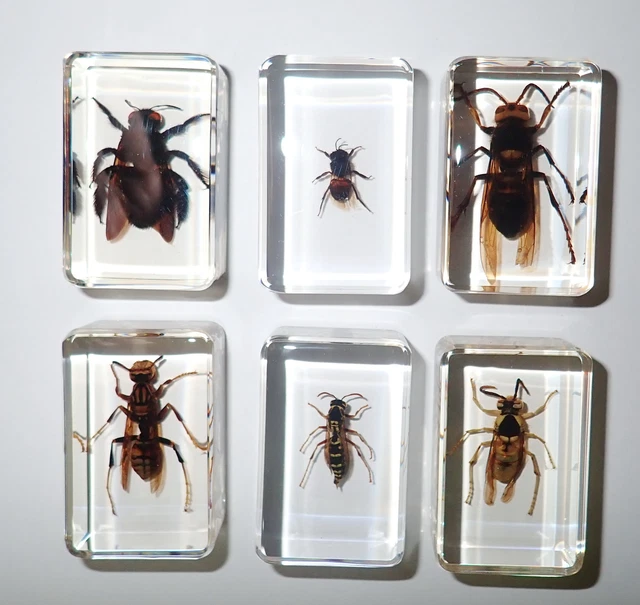 3 Wasp 2 Bee 1 Hornet Set 6 Clear Small Lucite Block Learning Aid TE1S6