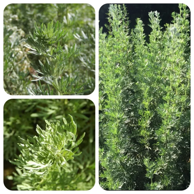 Echter Wermut Artemisia absinthium Absinth-Wermut Heilpflanze Räucherpflanze