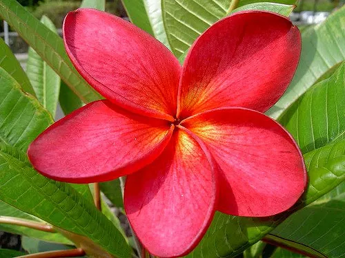 Frangapani Plumeria Flower Seeds Red Pink Yellow White Garden Plant Fresh Seed