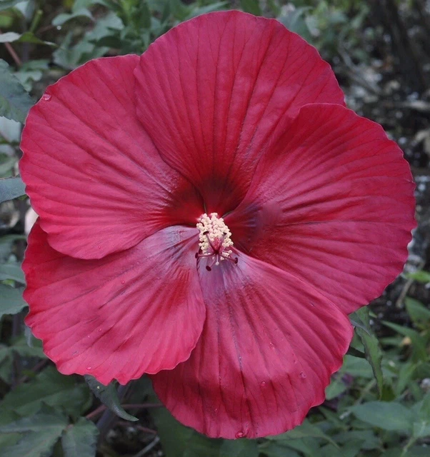 MIDNIGHT MARVEL Hardy Hibiscus -- Plant in 4.5" pot