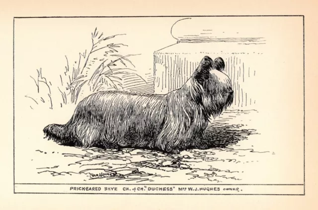 Antique Skye Terrier Print 1912 Moore Ch Duchess Skye Terrier Wall Art 4819t