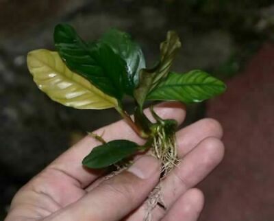 Anubias Coffeefolia Rooted Rhizome B2G1 Live Aquarium Plants Decoration Rare Ada