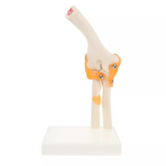 PVC Ancon Joint Model Muscular Hand Plastic Human Skeleton The Shoulder Elbow