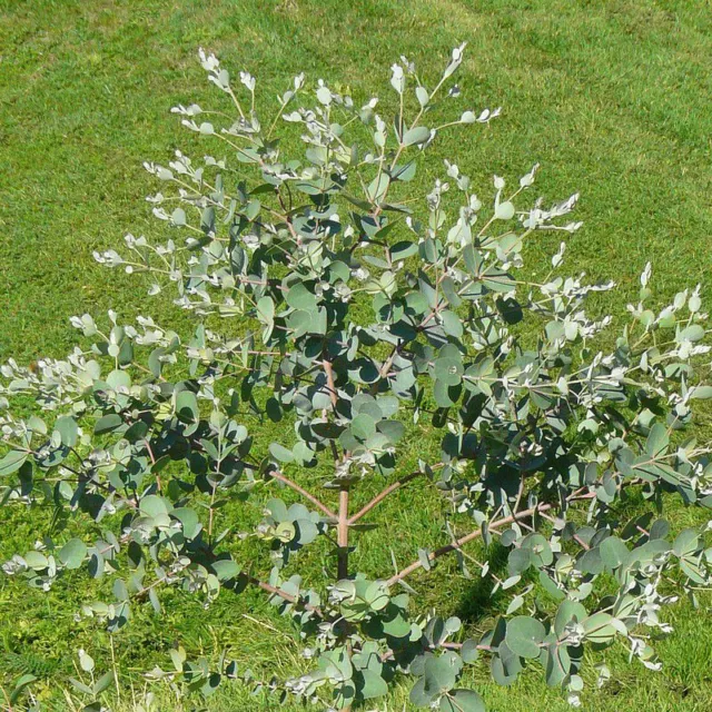 Eucalyptus gunnii 'Baby Blue' - Gommier cidre bleu compact 2