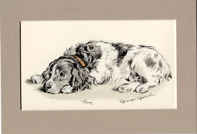 Lucy Dawson ~ Springer Spaniel  ~ Hand Coloured Genuine Vintage 1939