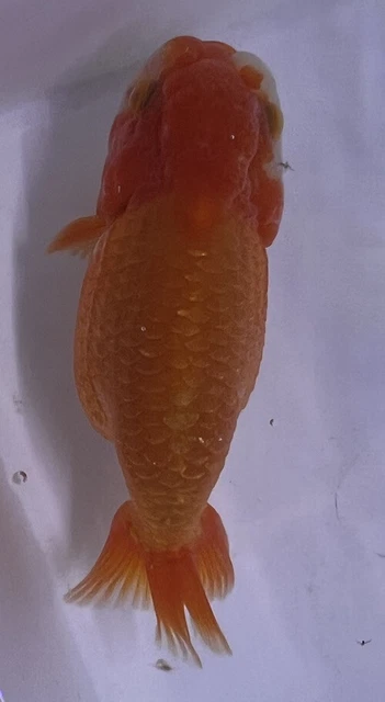 LIVE pond goldfish  Fish~ Goldfish Ranchu goldfish koi pond 4.25Inch