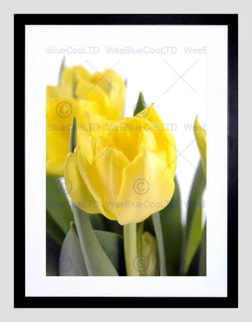 Photo Nature Flower Plant Yellow Tulip Petal Cool Framed Art Print B12X8394