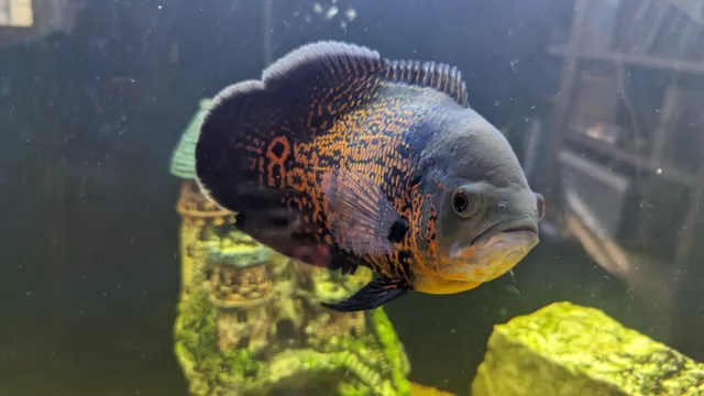 LIVE TIGER OSCAR - Large aprox 6.5" Long