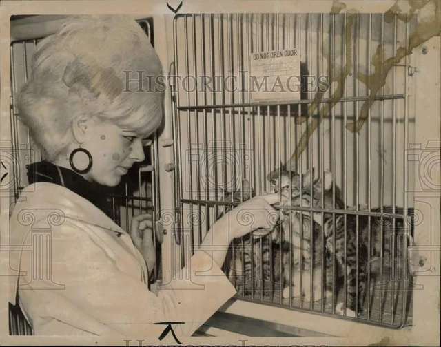 1966 Press Photo Annette Romanowski adopts a cat at Animal Rescue League, Boston