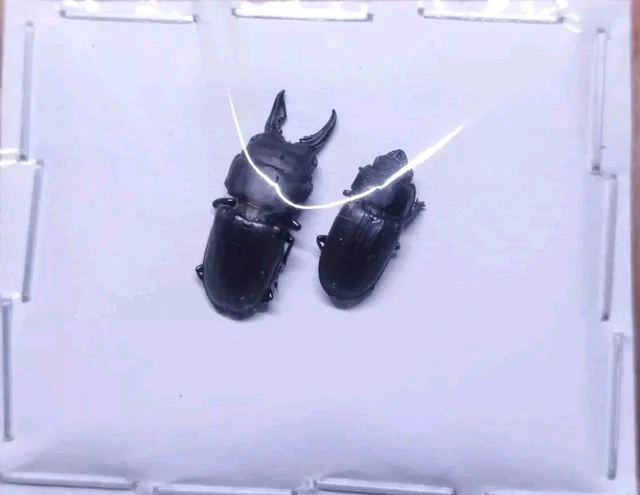 2 A-1 Mesotopus regius 74mm Cameroon Male/Female Lucanid