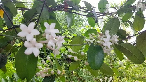 Stephanotis floribunda /Madagascar Jasmine /Jasmin de Madagascar-RARE - 6 seeds 2