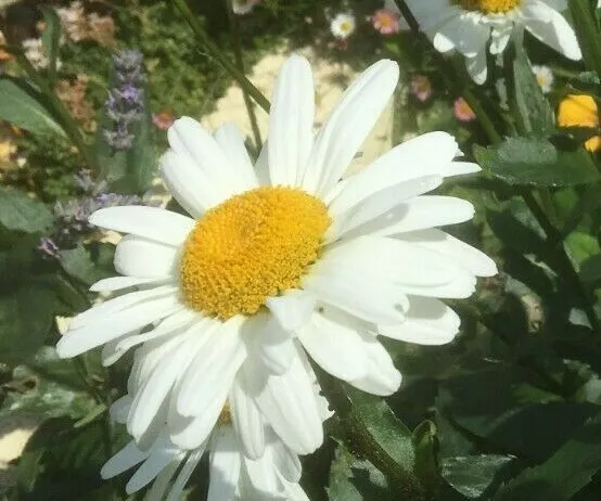 FASTDISPATCH Marguerite Daisy Seeds White & Yellow Flower Perennial SLYNE GARDEN