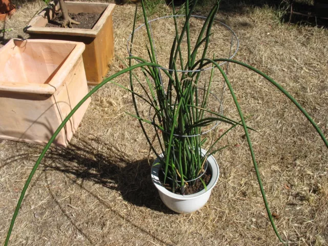 Grow Versatile Mini Pine Tree Crassula - Debra Lee Baldwin