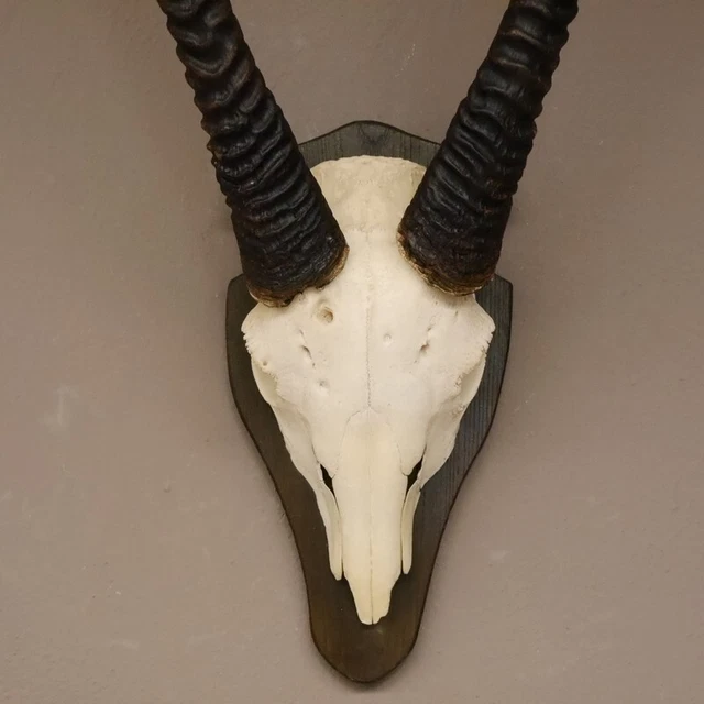 Orix ( Gazella) Antílope Gacela Gemsbok África Trofeo de Calavera Hornlänge 90CM 3
