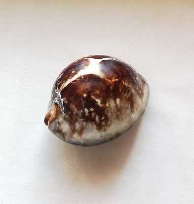 Bayah Beach Indonesia SPECIAL COLOR 56,5 mm Cypraea mauritiana Banten 