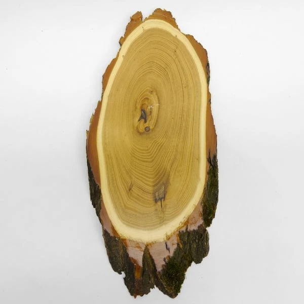 Acacia Escudo de Trofeo Ciervo Cornamenta Gamo Asta Baumschild AF35-36cm 3