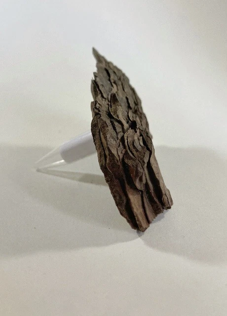 Disguised Bark Geocache Geocaching