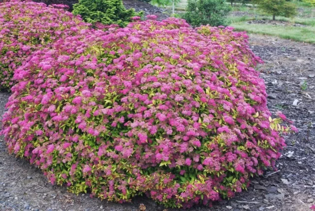 1 x Spiraea japonica ’Anthony Waterer’ (Hecke/winterhart) Rote Sommerspiere