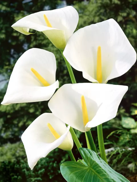 Fresh Calla lilli Seeds X 15 Finest 2023 Seeds. Stunning Flowers Large Leaf's Dj