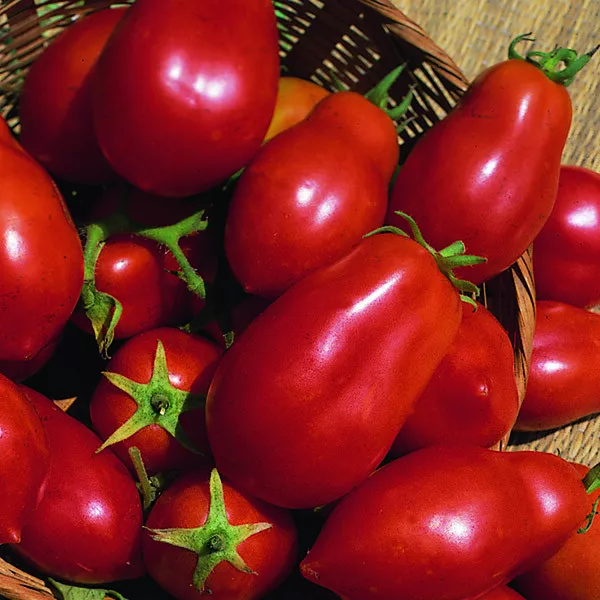 Tomato San Marzano F1 Italian 30 Seeds Fruit Vegetable Free Postage