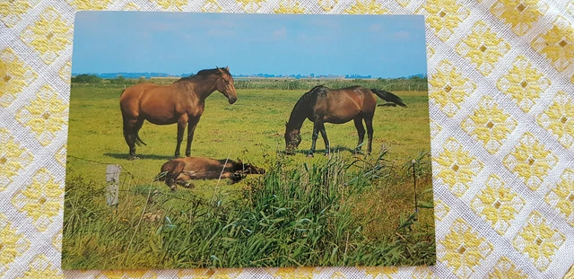 Pferd AK, Pferdepostkarte,  Auf der Weide, ungelaufen