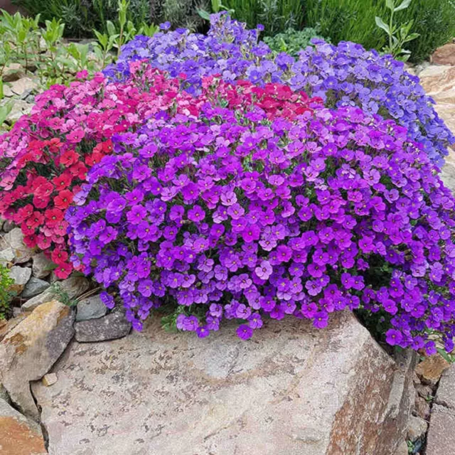 SEMI FIORI AUBRIETA AUBREZIA NANA GIARDINO AIUOLE VASO TERRAZZO SEEDS SEMILLAS f