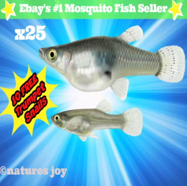 🐟 25 Live Gambusia MOSQUITO FISH Aquarium Pond Feeder Guppy Fish FOOD Minnows