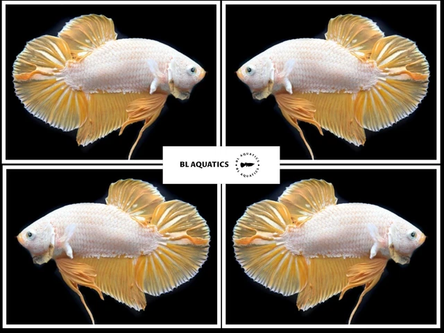 Live Betta Fish High Quality (FEMALE) Yellow Dragon - USA Seller