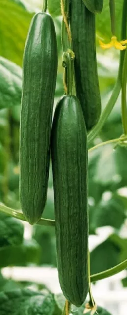 Cucumber Euphya F1 - 5 Seeds - All Female