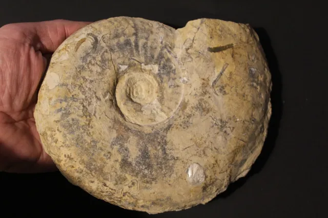 Ammonite Esericeras Toarcien Calvados