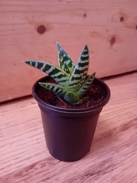 Aloe vera plant and pot (15cm) Ideal Xmas present