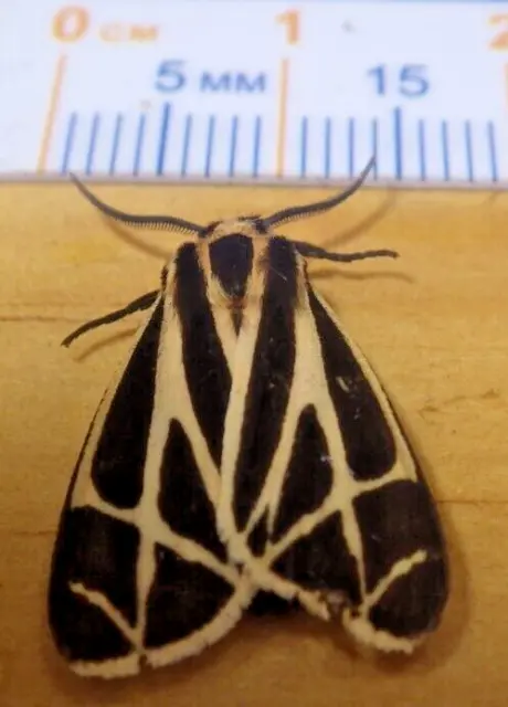 Harnessed Tiger Moth Apantesis phalerata Erebidae Arctiinae East Central IL H14