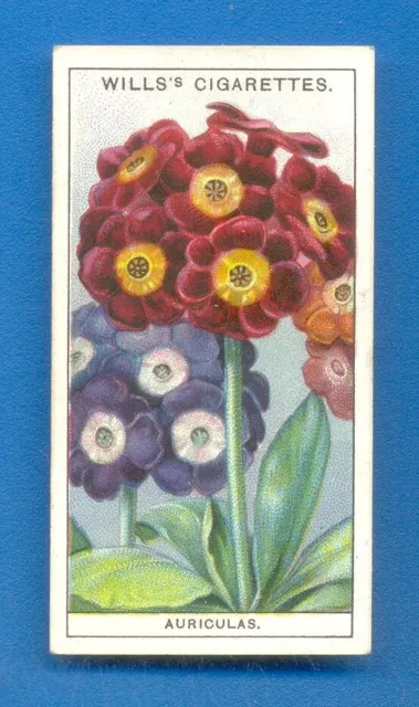 GARDEN FLOWERS.No.6.AURICULAS.WILLS CIGARETTE CARD ISSUED 1933